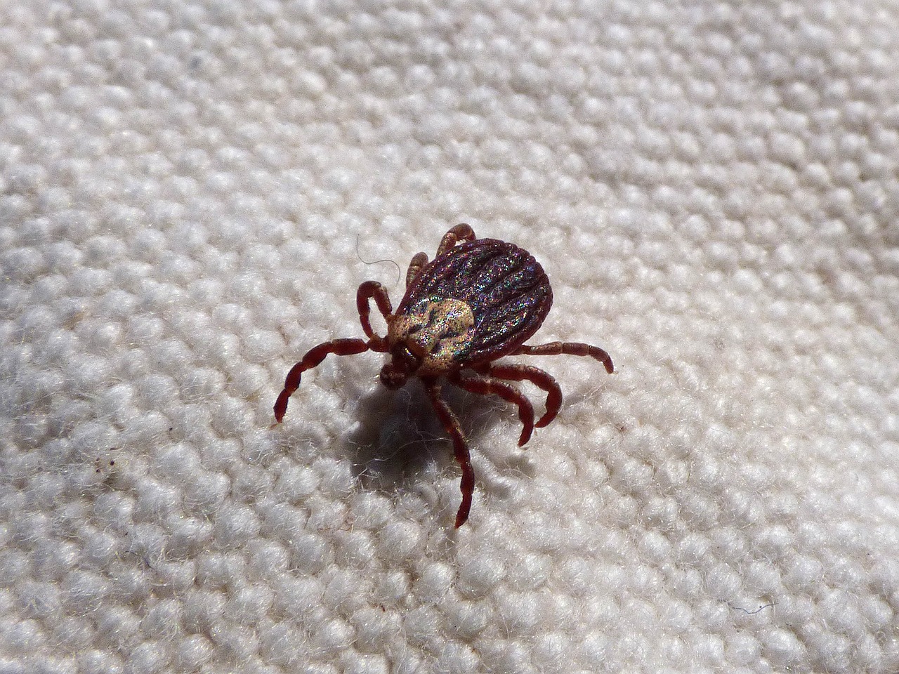 How to Properly Remove a Tick and Why