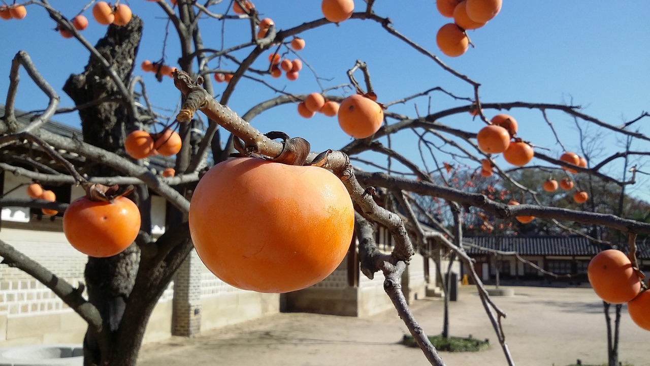 Native Persimmons:  Fall’s Hidden Treasures