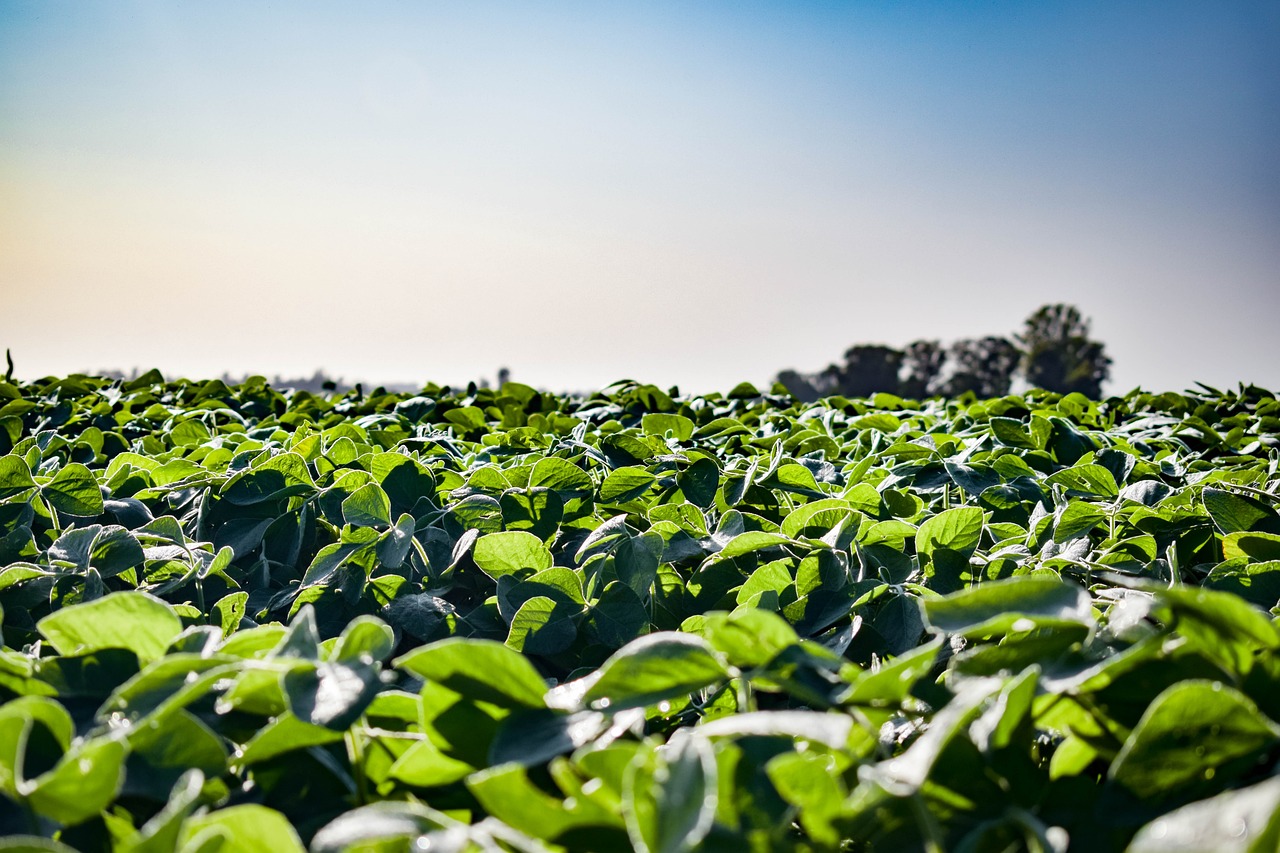 Consider Soybeans for Your 2025 Garden