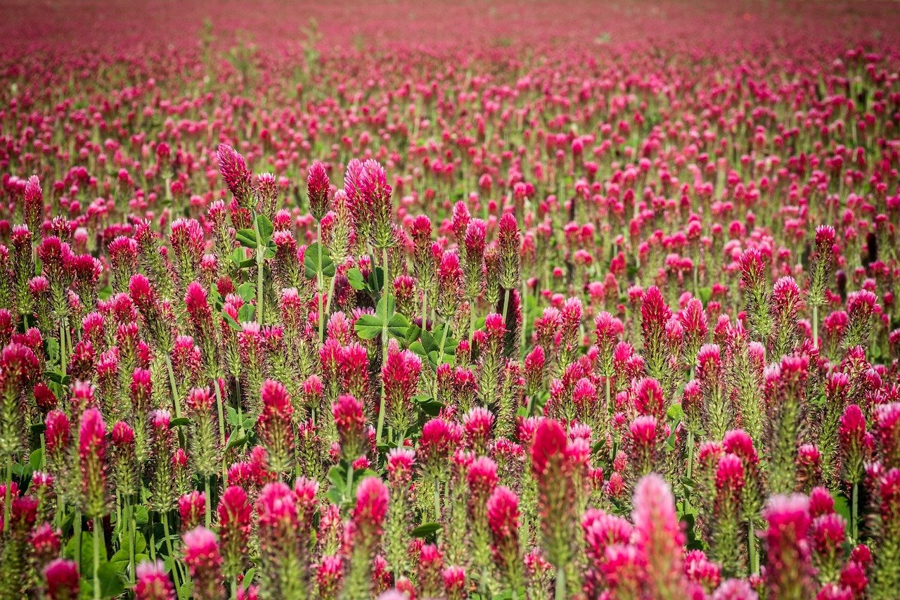 August and September Garden List