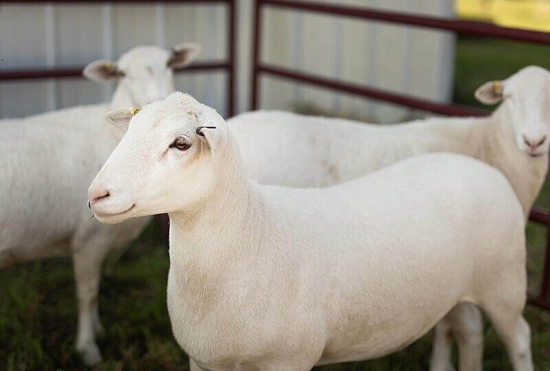 rockingrick3000 credited with image on wikipedia