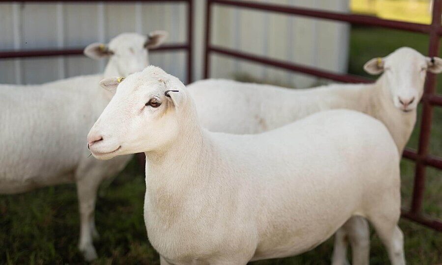 rockingrick3000 credited with image on wikipedia