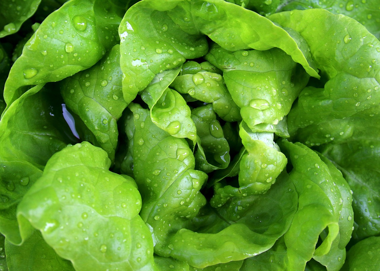 How to Grow Lettuce All Summer Long with Heat-Tolerant Varieties