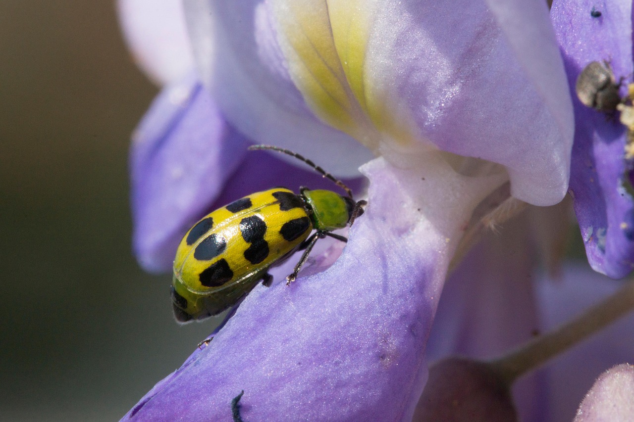 How to Identify and Control Squash Bugs and Cucumber Beetles Before They Destroy Your Garden